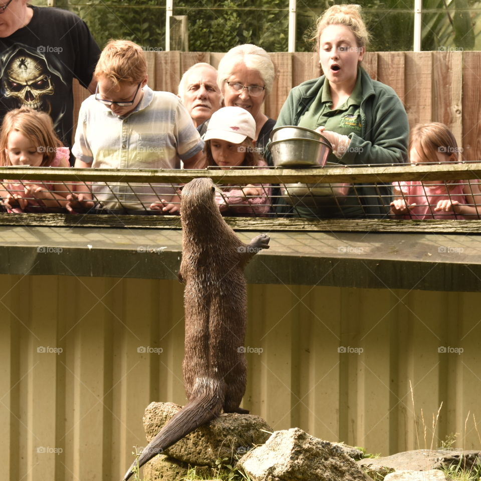 otter in zoo at feeding time