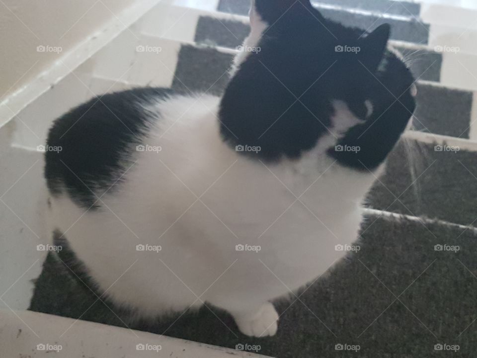 Charlie on da stairs yeet!