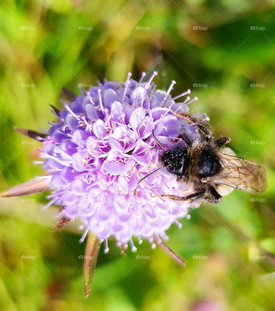 Flower and bee