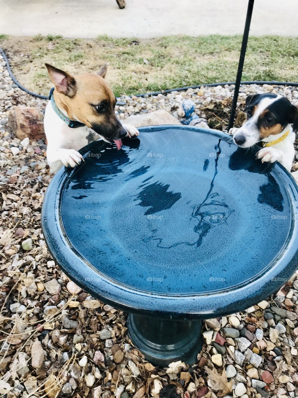 Super darling photo of terrier dogs looking as sweet as ever drinking out of birdbath!! 