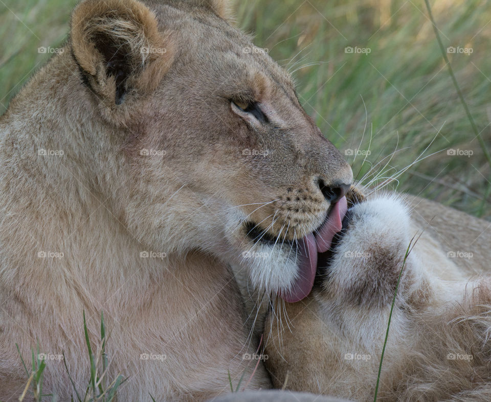 Close-up of lioness licking