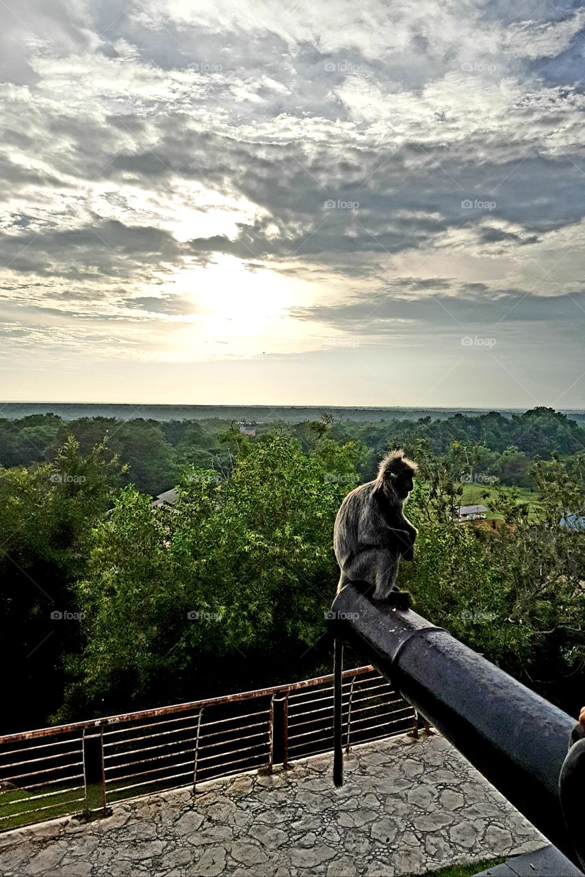 beautiful view with monkey