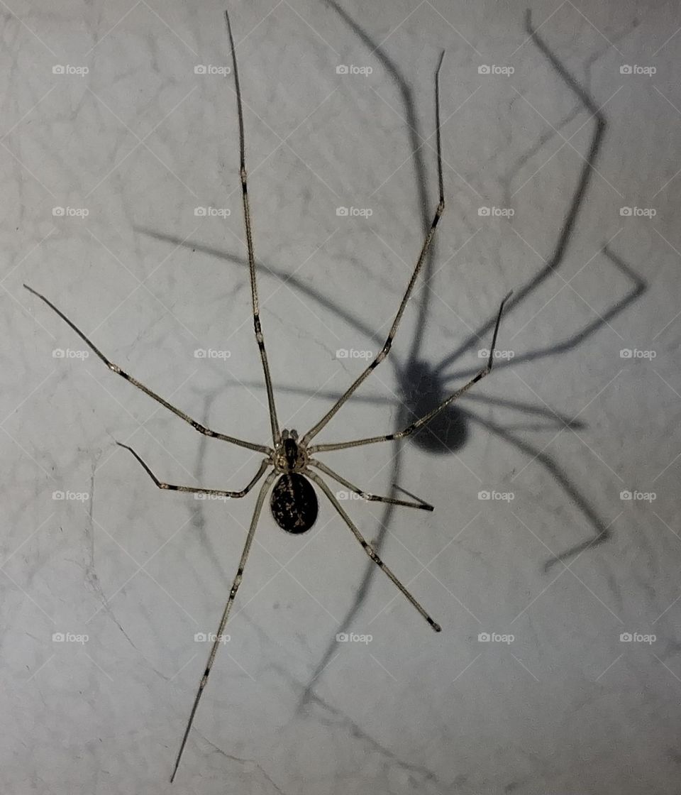 Delicate yet eerie – a cellar spider casts a dramatic shadow on a textured wall. Perfect for nature lovers, macro photography enthusiasts, or creative projects needing a unique perspective. High-quality wildlife capture.