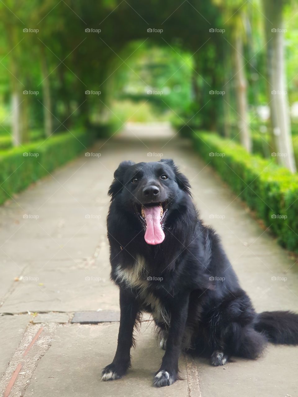 beautiful border collie down a green archway