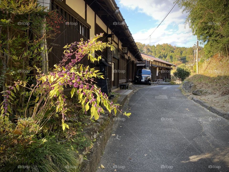 Plant with purple berries on roadside 
