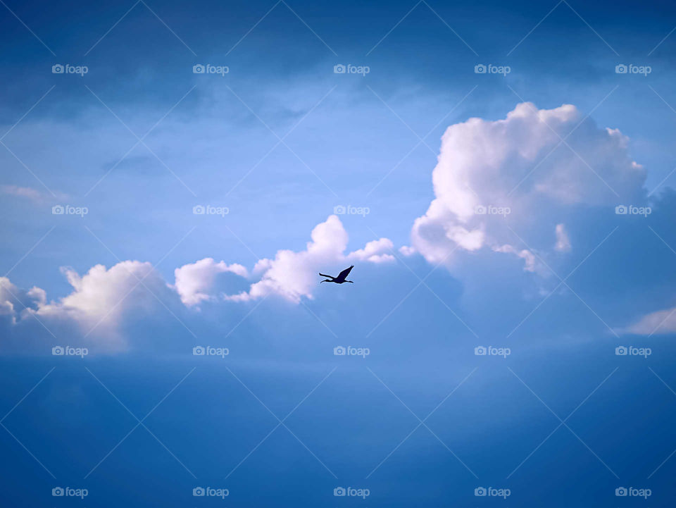 Nature photography - Crane - Shining cloud