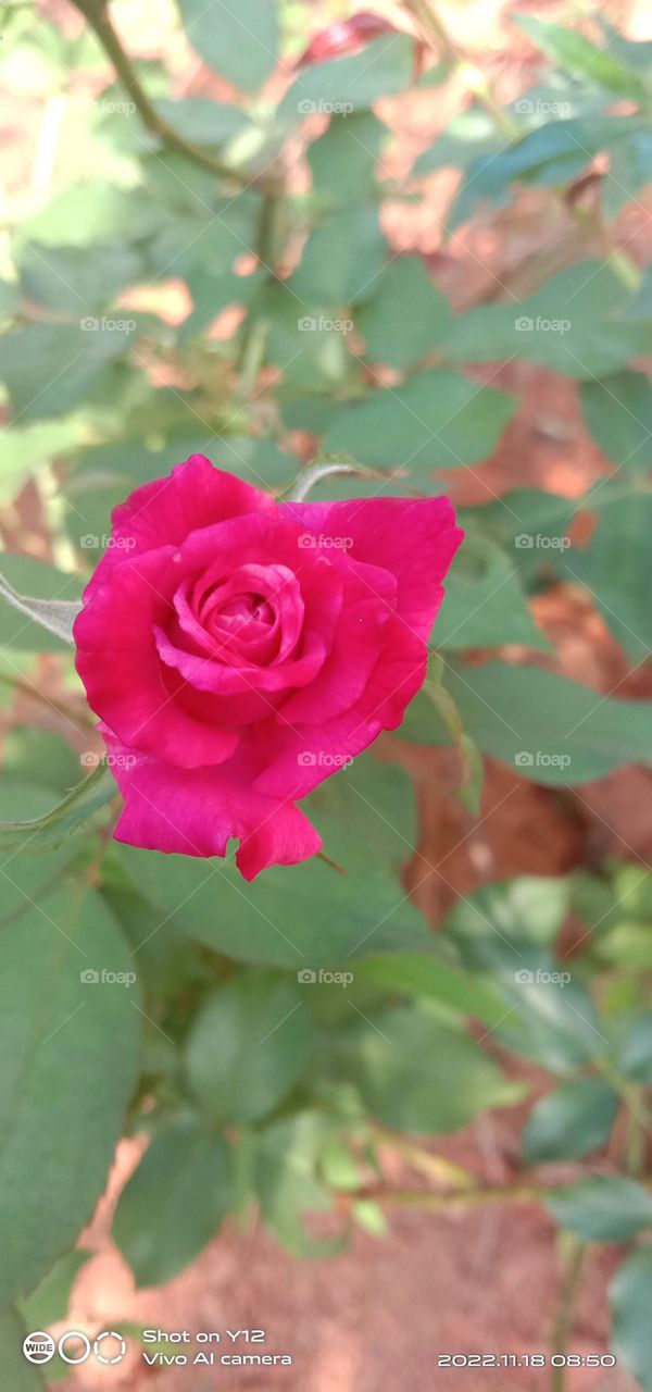 a beautiful pink Chinese rose 🌹