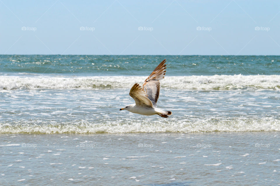 Seagull flying over the shore of the ocean in South Carolina