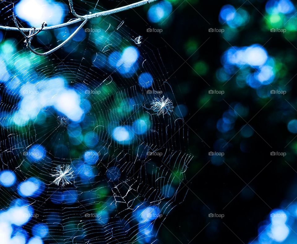 Spiderweb 