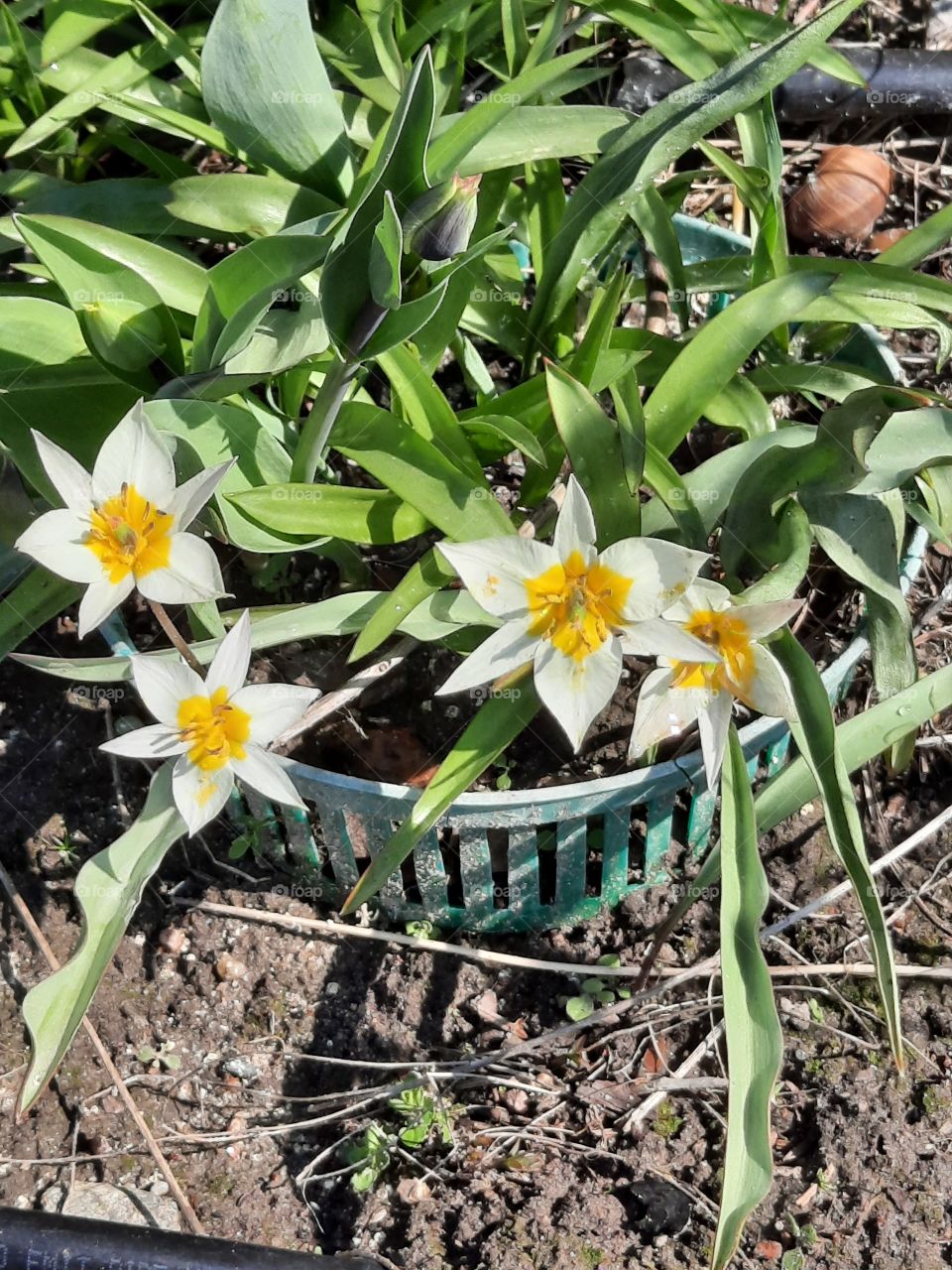 early blooming of white  botanical tulips