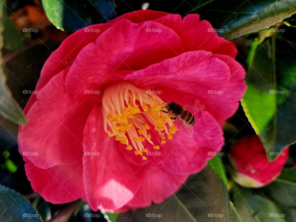 Close up on a bee feeding on the yellow pistils of a fuschia camellia in Locmiquélic
