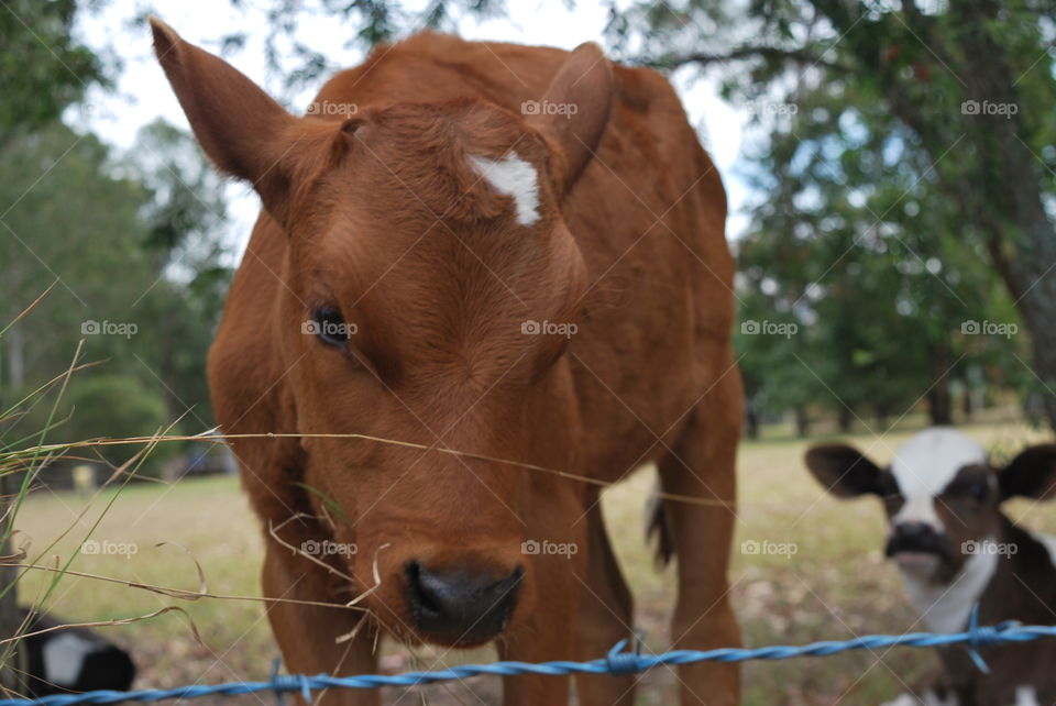 A ginger calf.