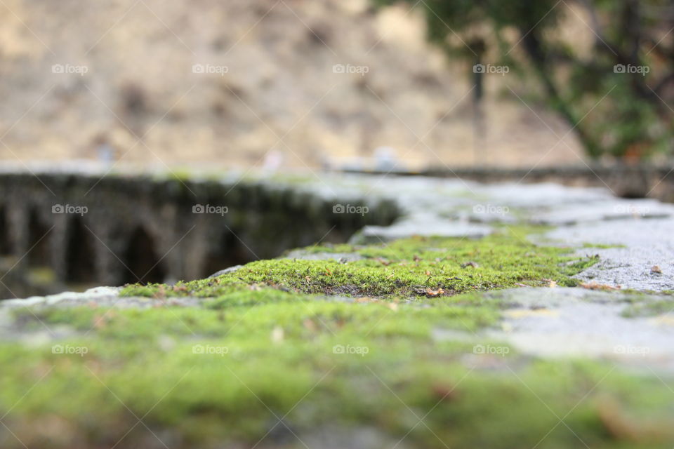 Nature, No Person, Water, Outdoors, Moss