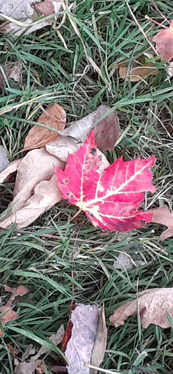 maple leaf