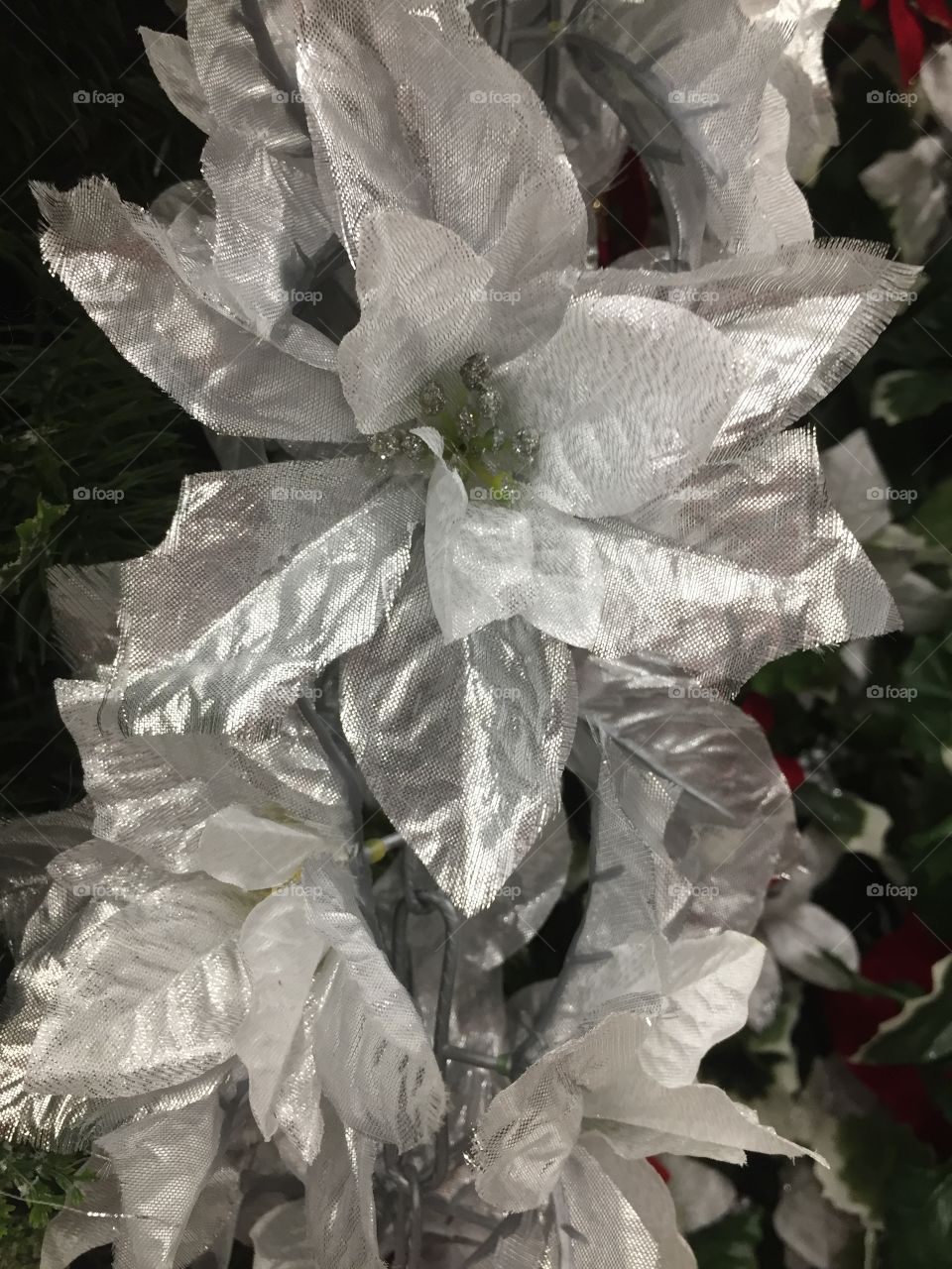 White poinsettia. Christmas decoration 