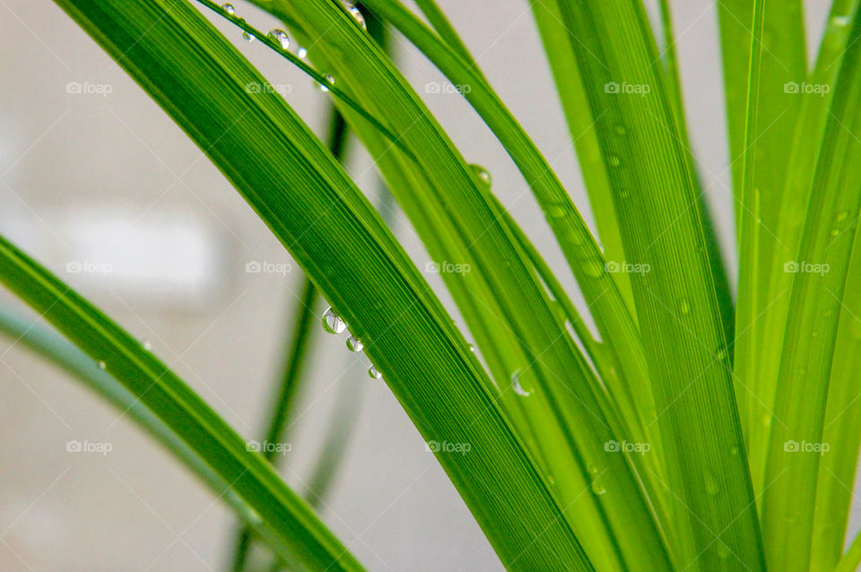 Green leaves