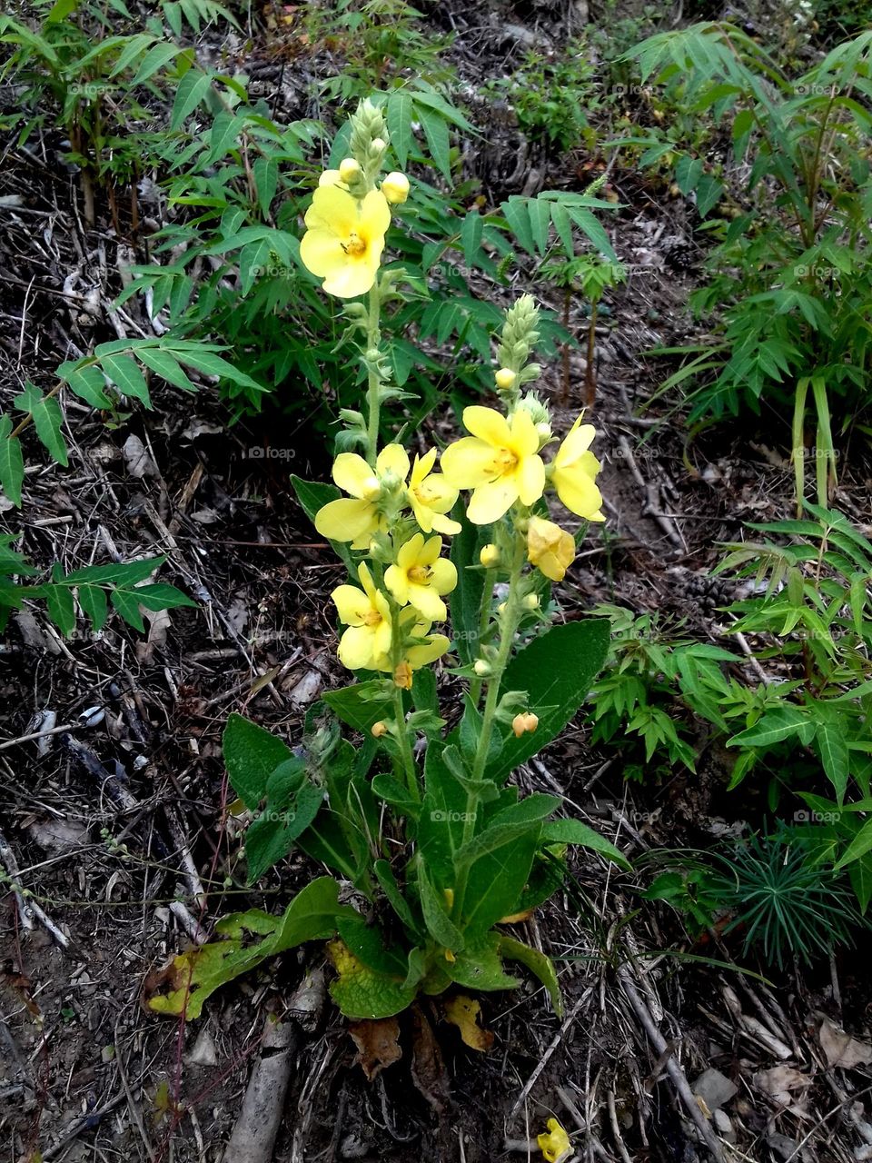 Yellow flower