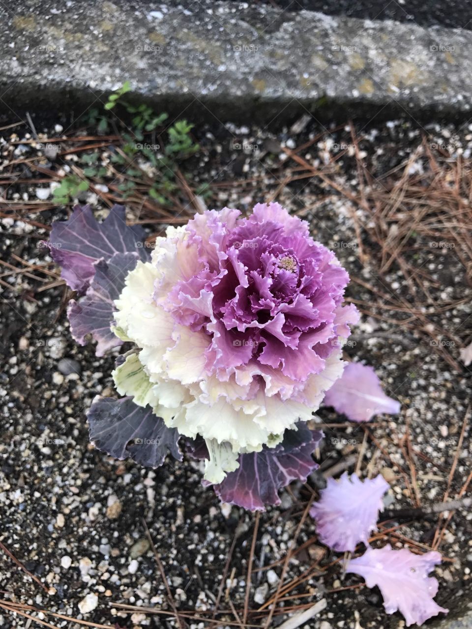 beauty Plants by the roadside