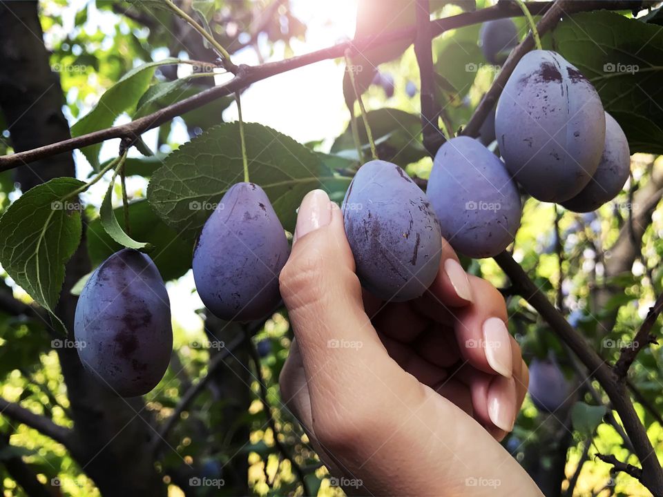 Fresh ripe plums 