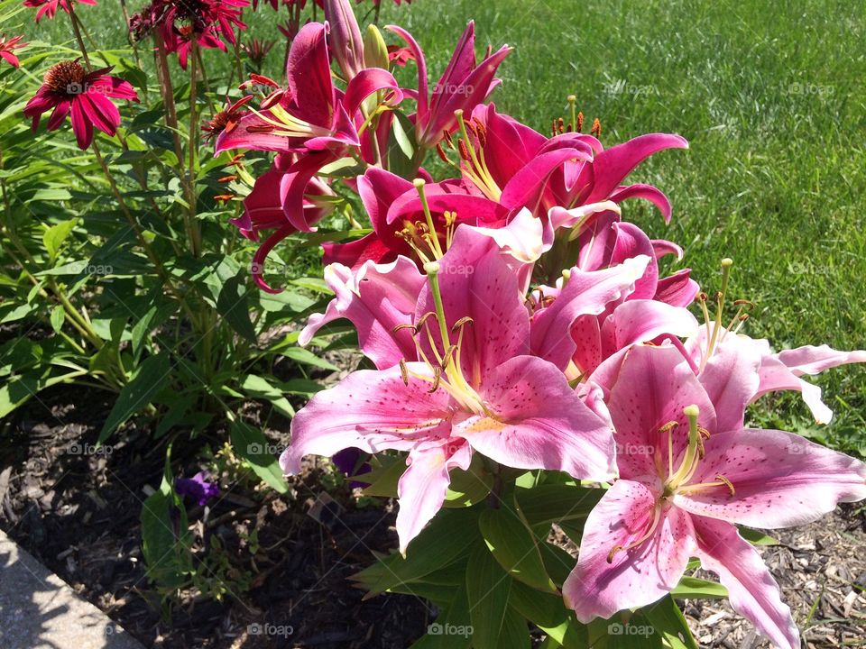 Stargazing lilies and rudbeckias 