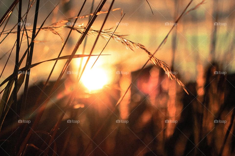 wheat at sunrise