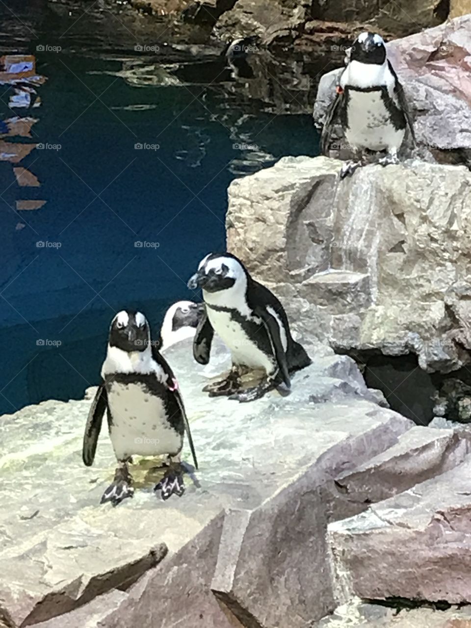 Penguins hanging out at the aquarium calmly 