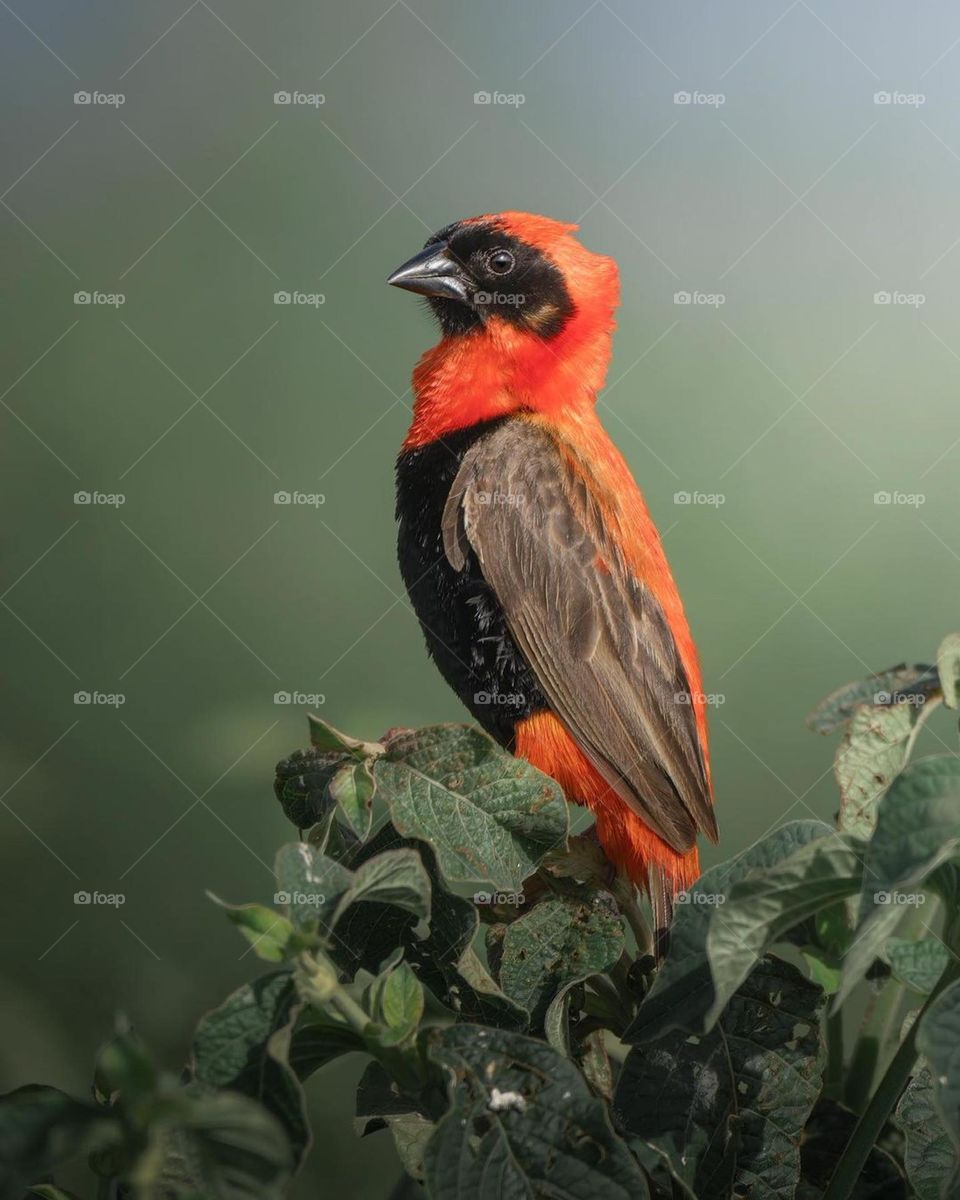Southern red bishop
