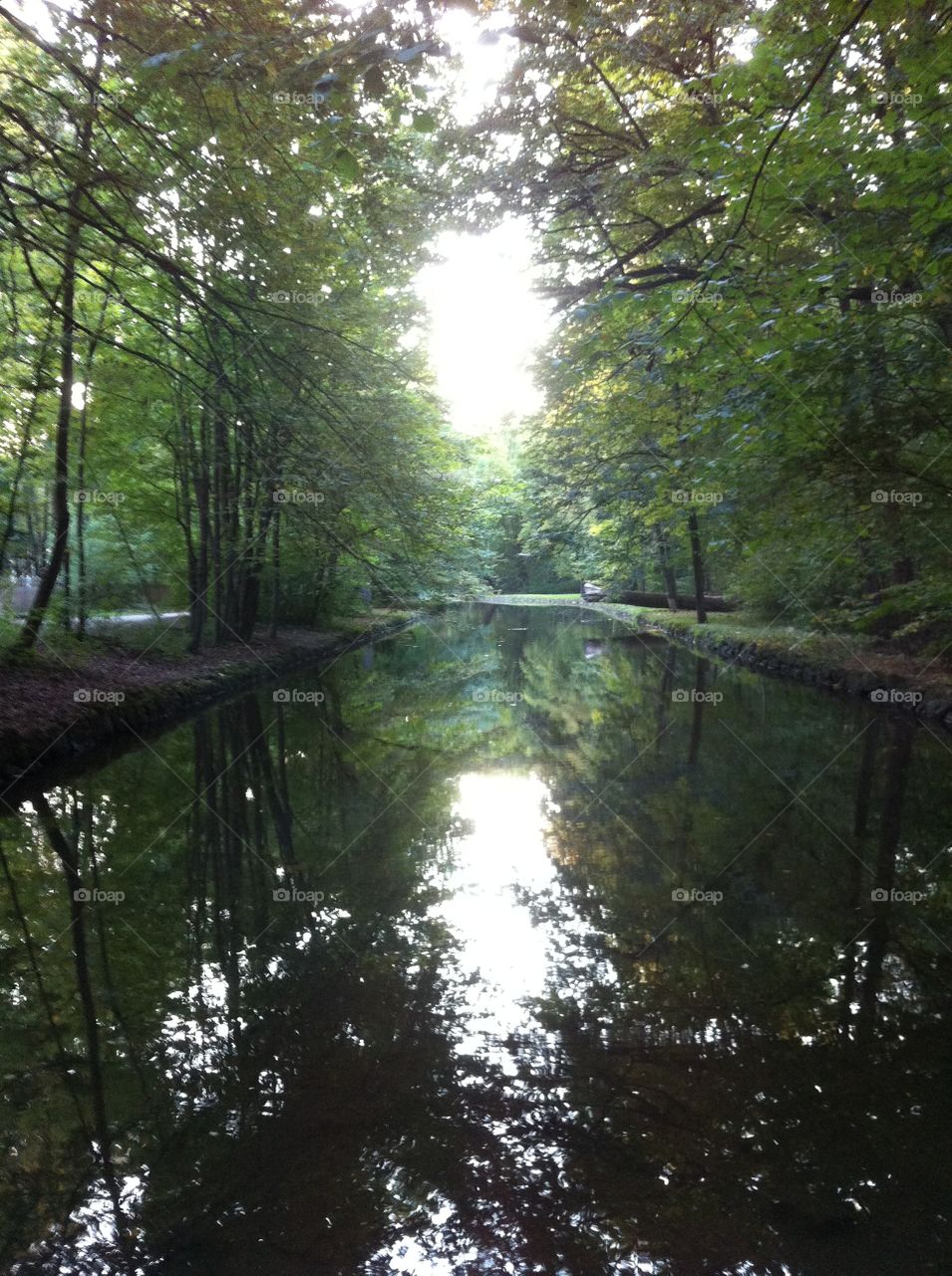 Creek in the Woods