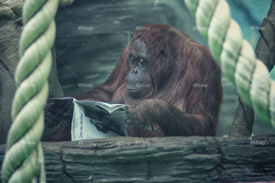 orangutan reading magazine