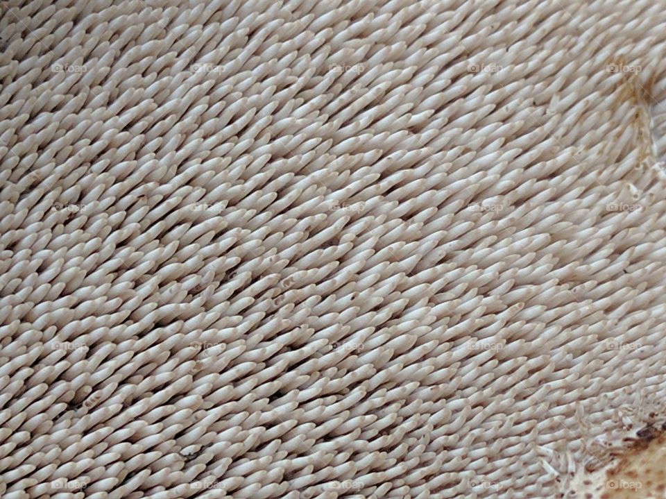 toadstool gills up close