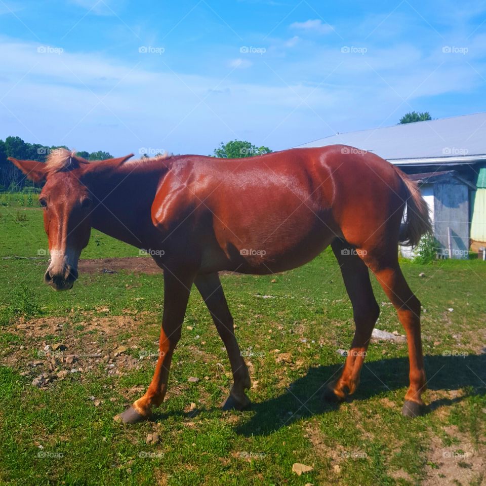 horse looking at you