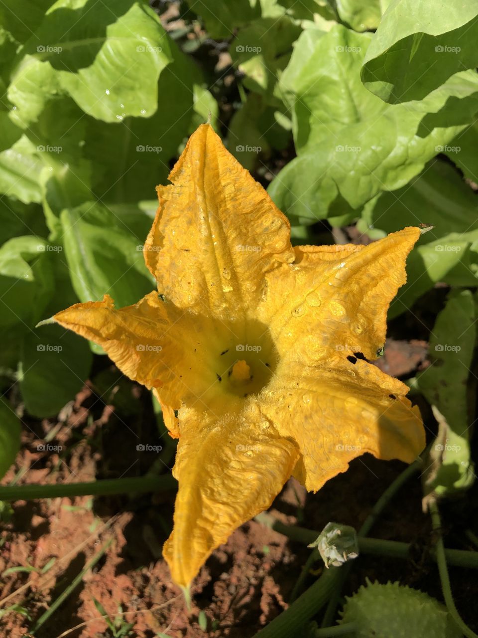 Flor de abóbora 