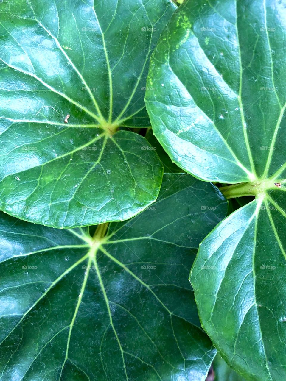 Closeup of some very green leafs at my friends house. Love the veins in each leaf. 