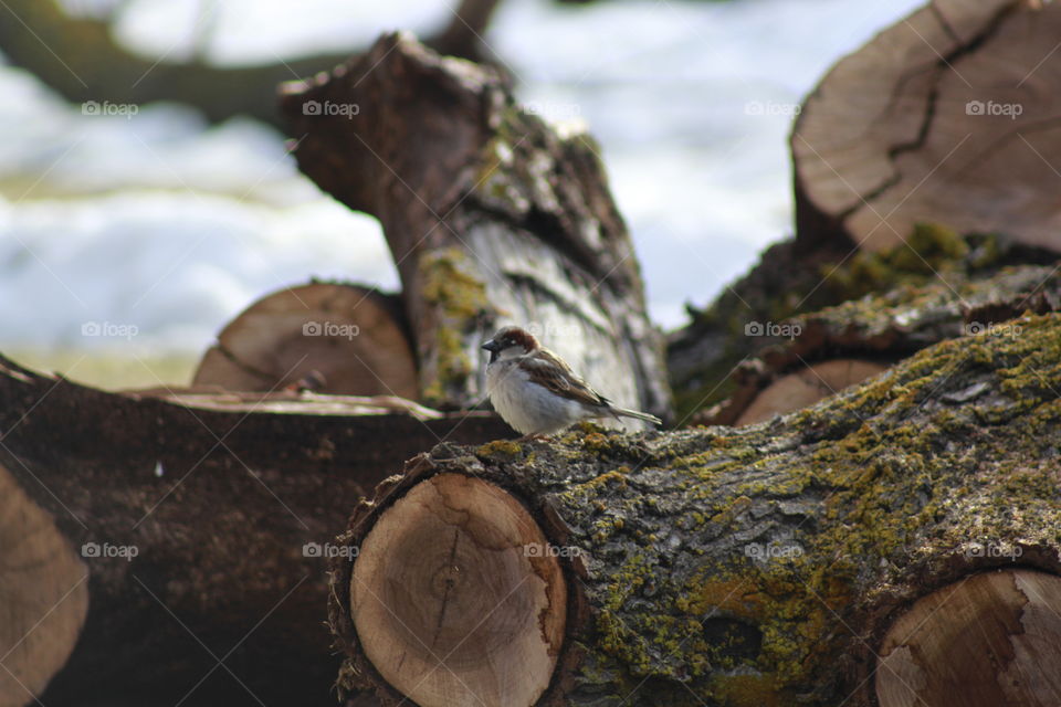 Bird on a log