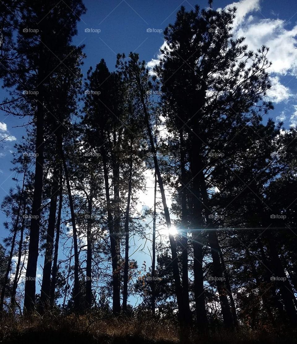 Sun coming through trees