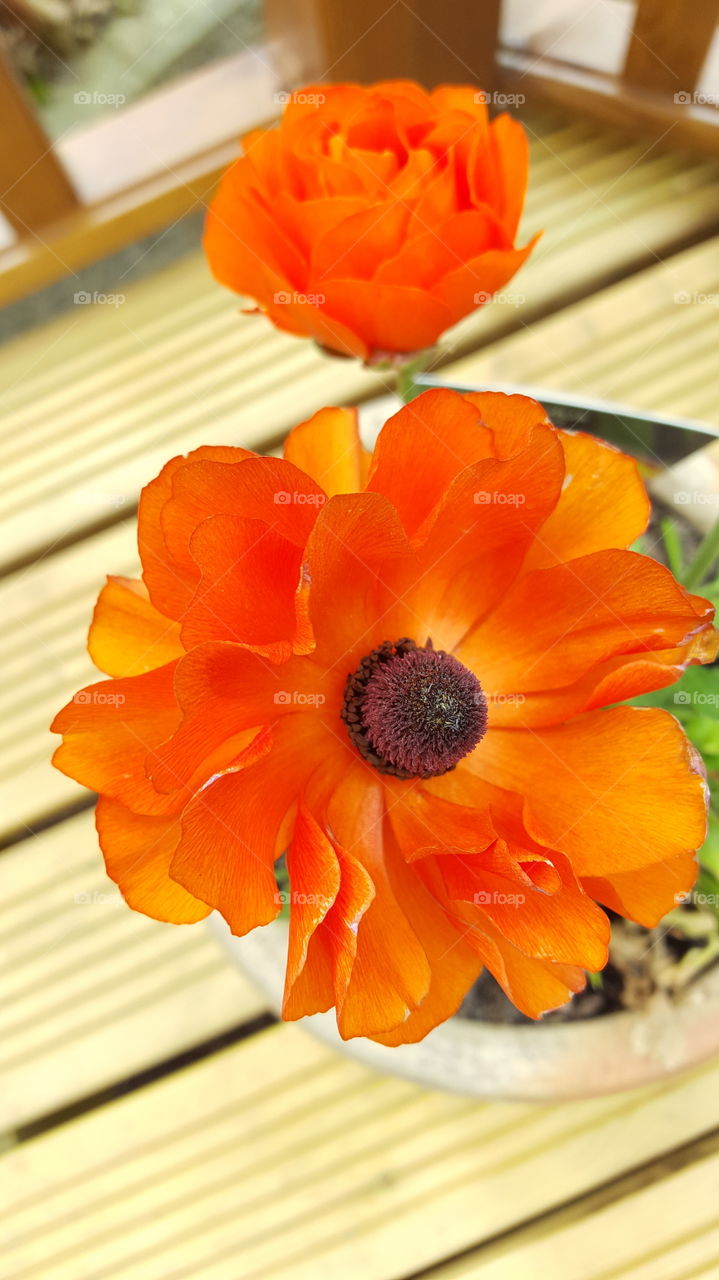 orange flowers