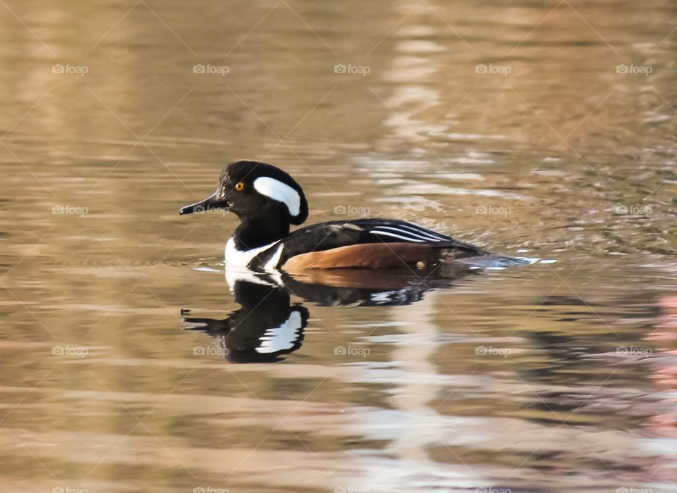 hooded merganser