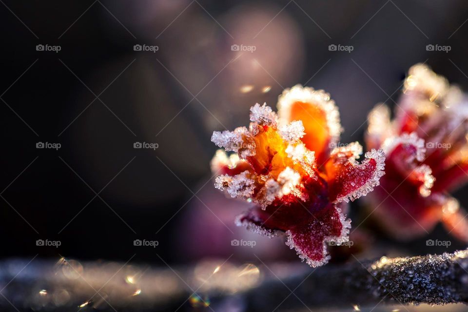 a portrait of a frozen japanese quince flower on a branch during a sunrise golden hour after a frosty night during spring.