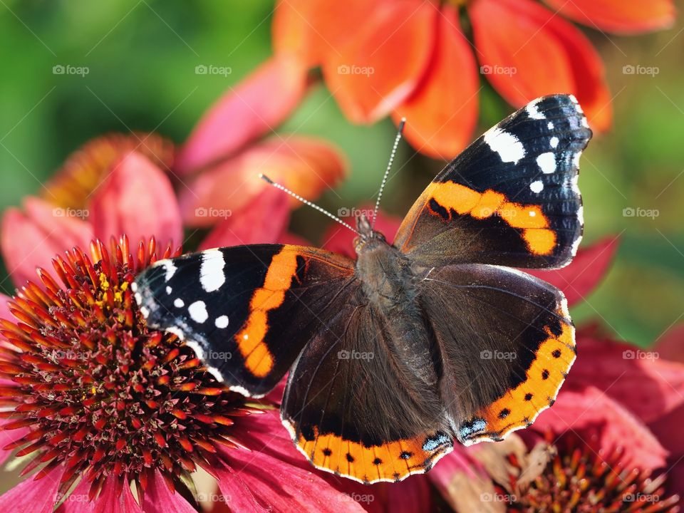 Red Admiral