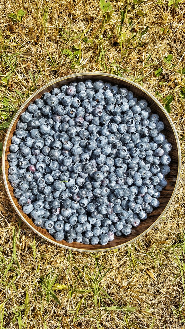 Blueberries