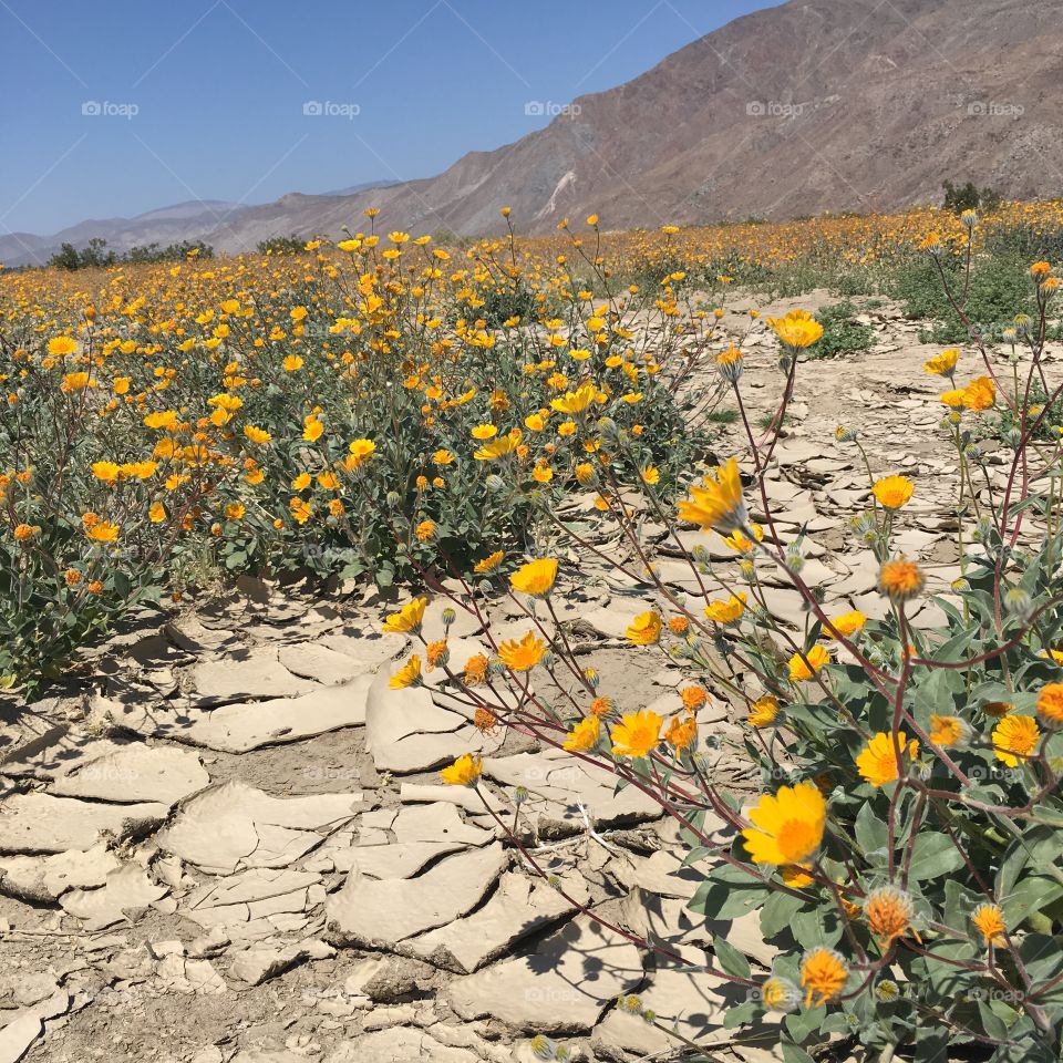 California super bloom