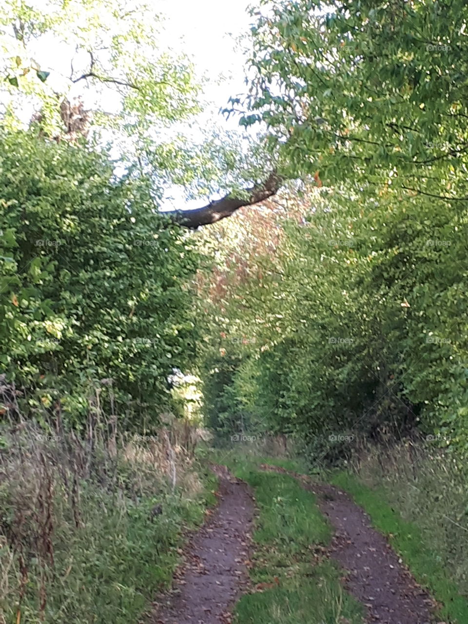 Landscape, Nature, Leaf, Wood, Tree