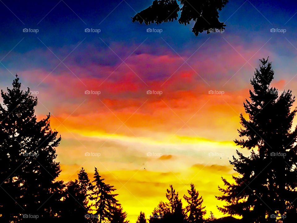 Silhouette of trees against dramatic sky