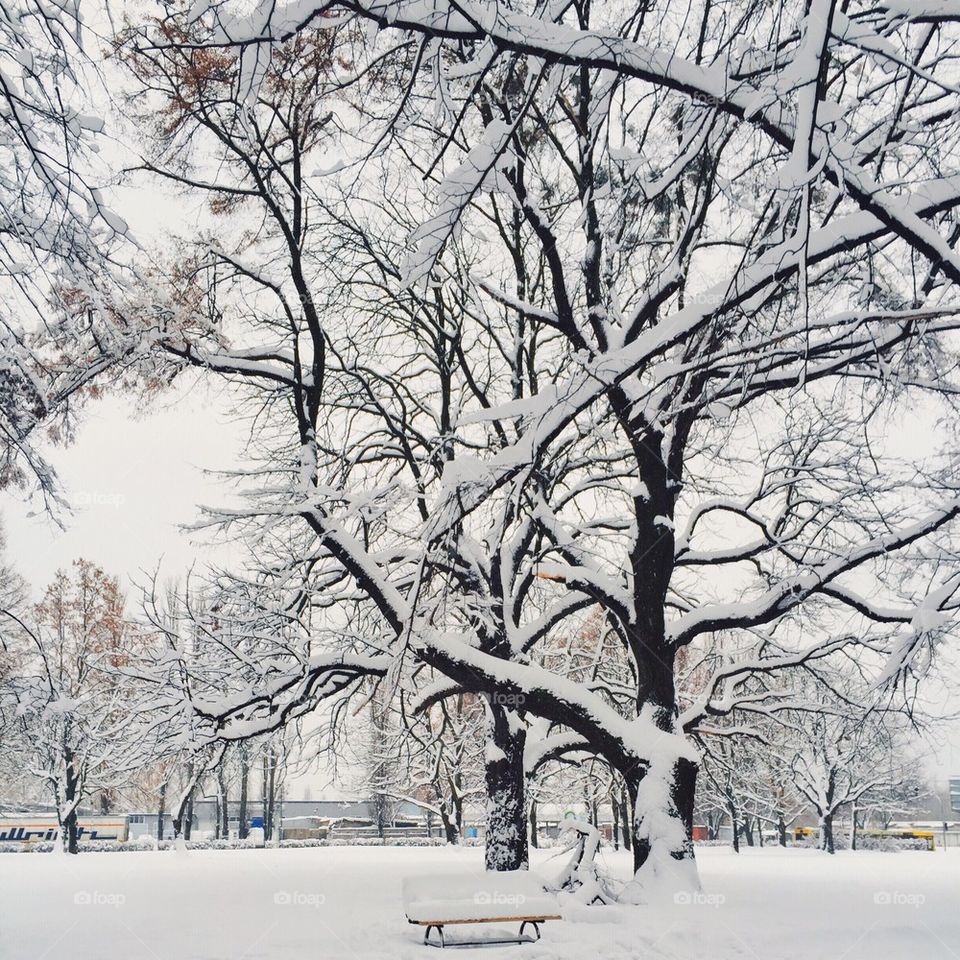 Winter in the city park