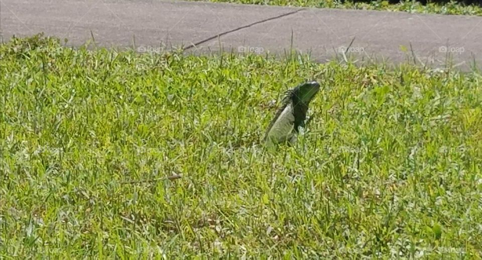 Big Iguana in the Grass