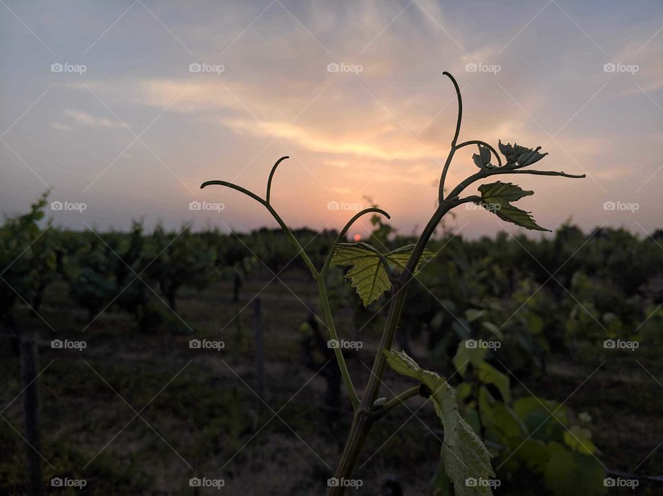 muscadet Vine under sunset
