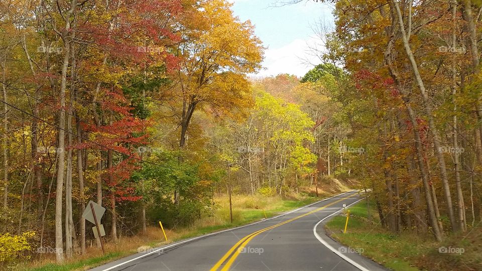 Road, Fall, Guidance, Leaf, Lane