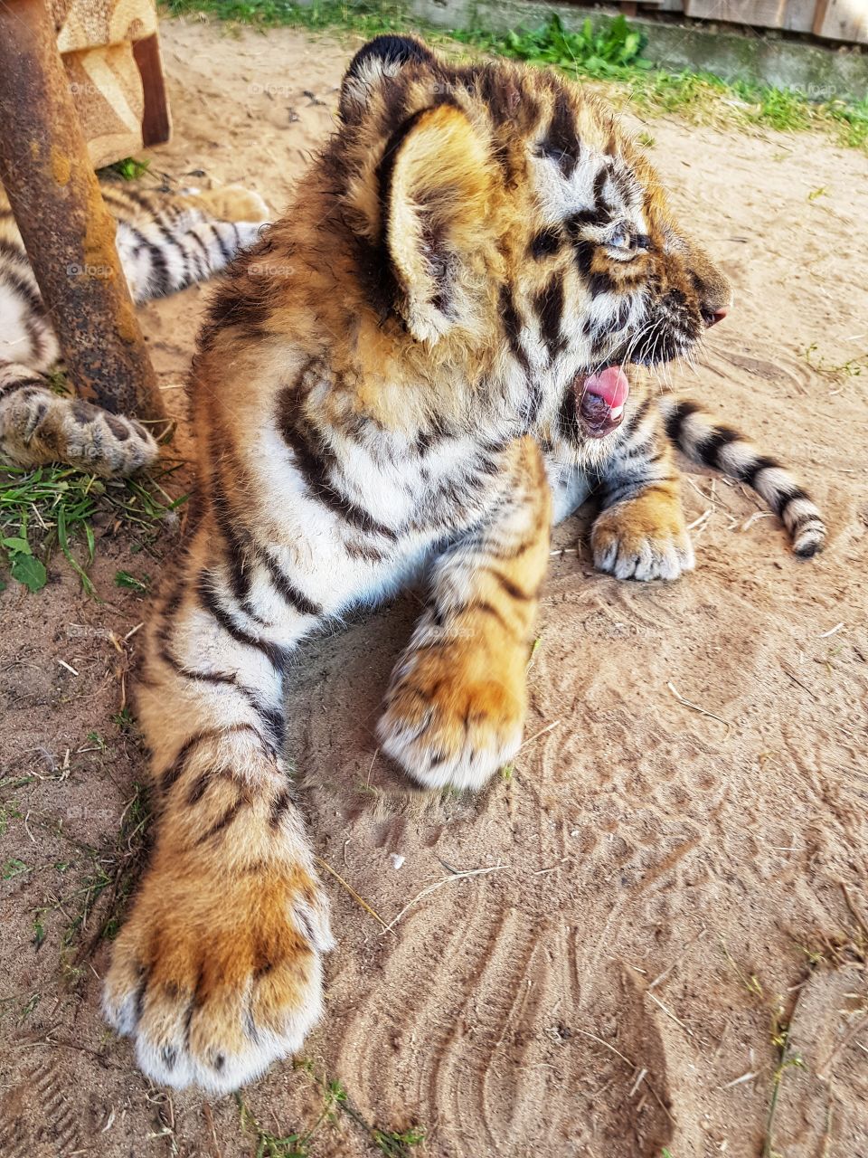 Tiger