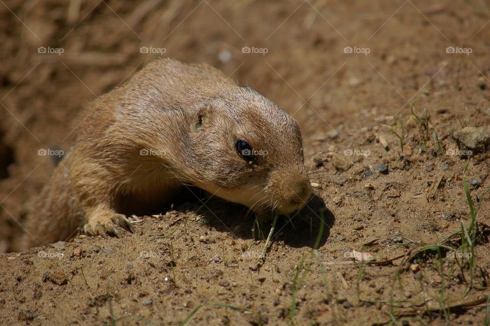 Prairie Dog