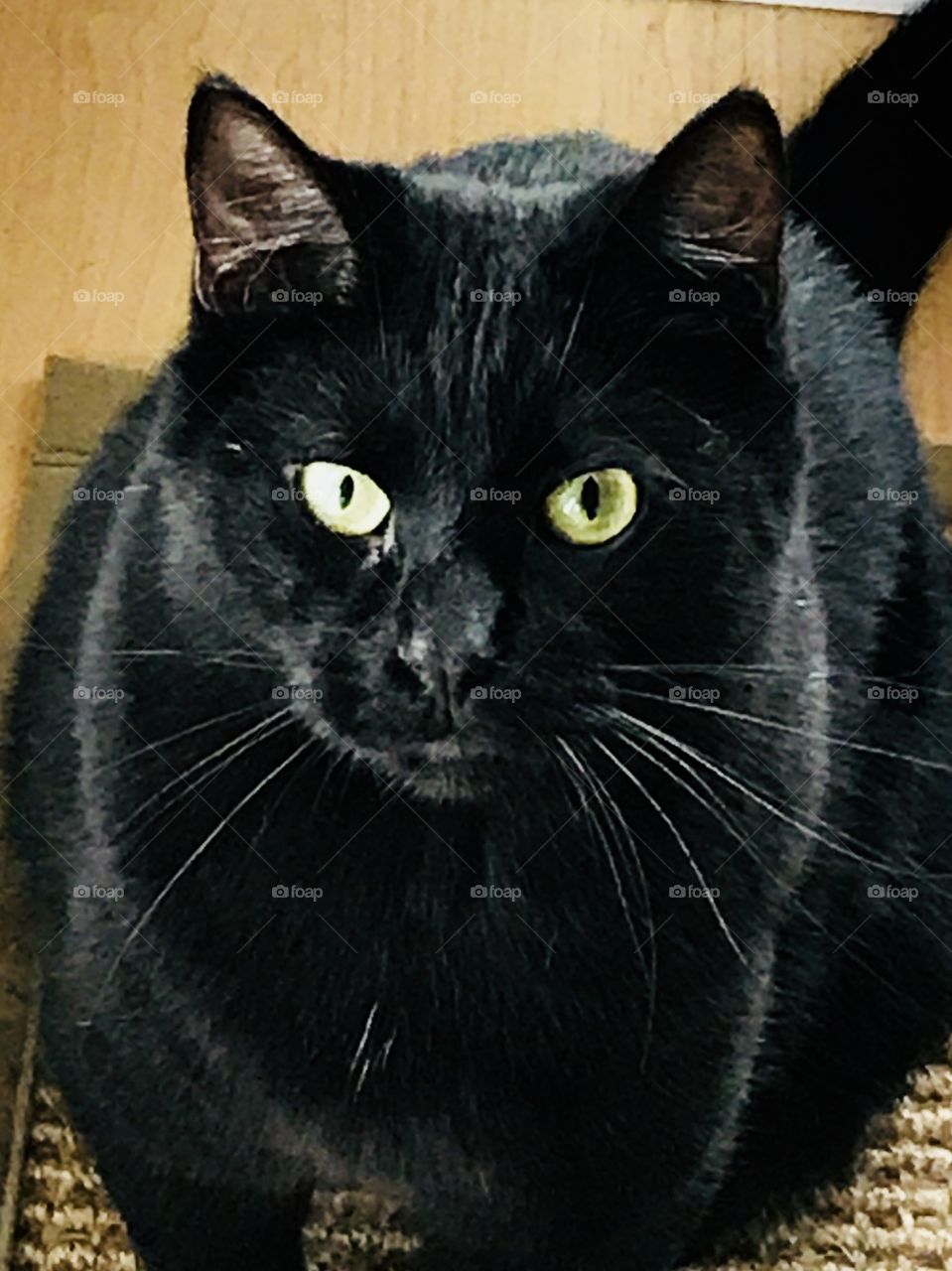 Handsome Black Cat